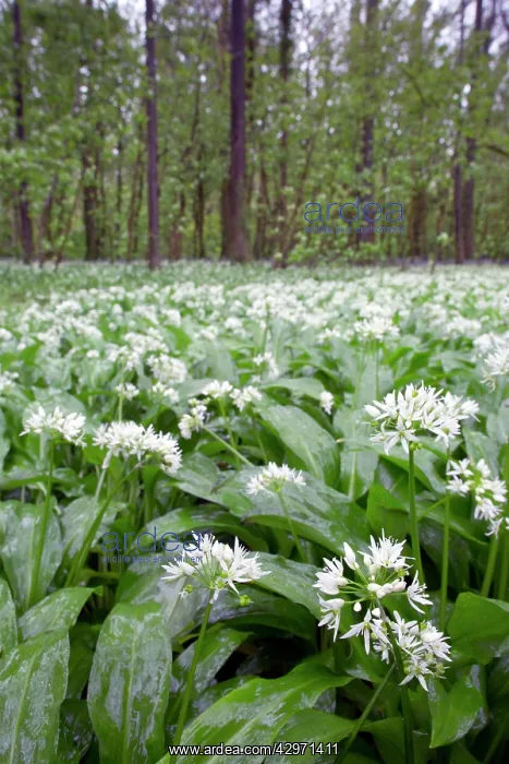 : Pencarrow - Ramsons - Spring : Pencarrow - Ramsons - Spring