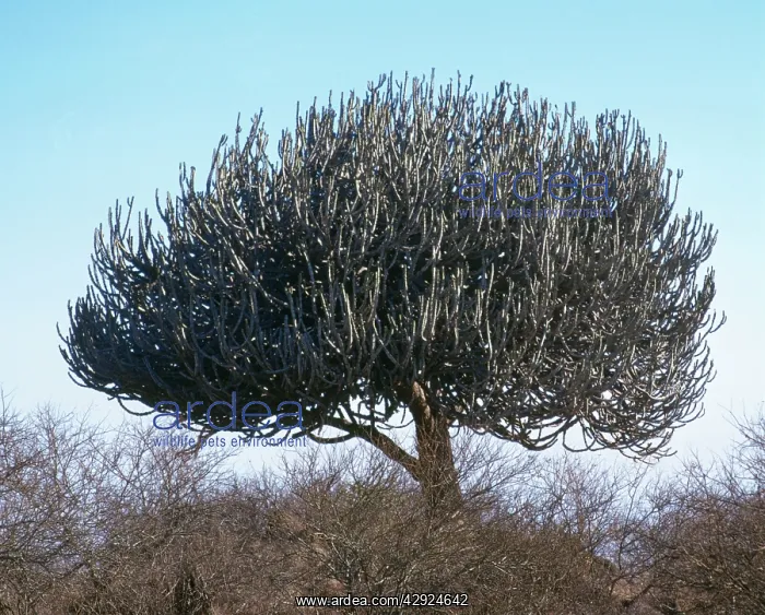 : Pencil Cactus / Pencil Bush / Giant Euphorbia Tree : Pencil Cactus / Pencil Bush / Giant Euphorbia Tree