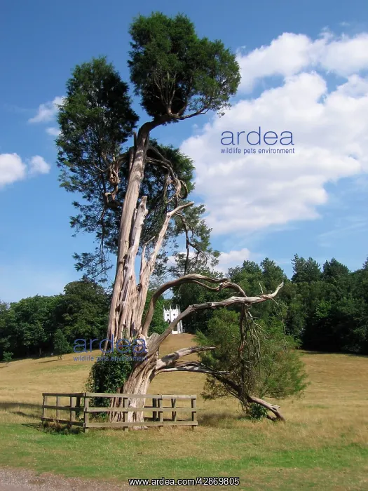 : Pencil / Red Cedar Tree, UK : Pencil / Red Cedar Tree, UK