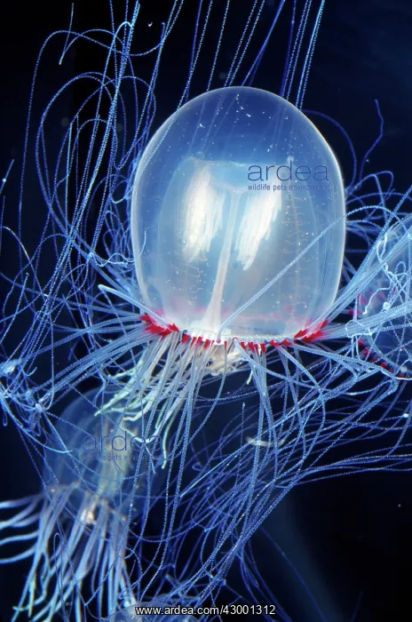  : Pencillate Jellyfish - (Bell Medusa) - Bioluminescent