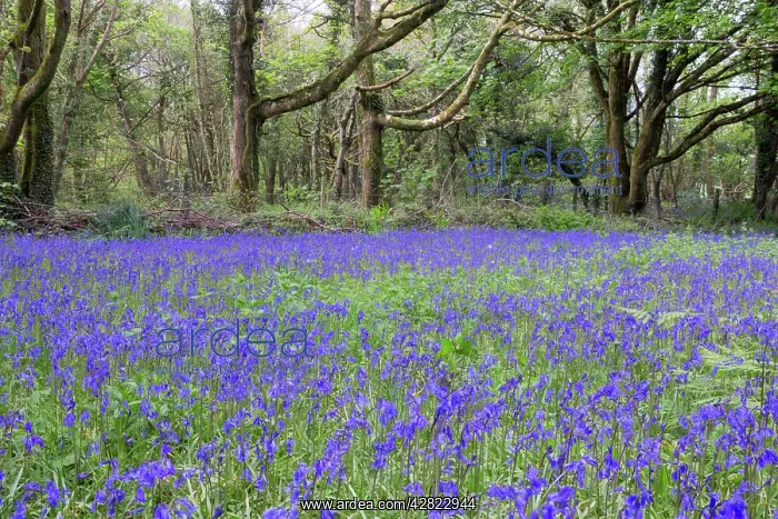 : Pendarves Woods - Bluebells - Spring : Pendarves Woods - Bluebells - Spring