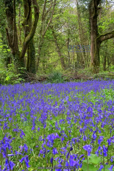 : Pendarves Woods - Bluebells - Spring : Pendarves Woods - Bluebells - Spring