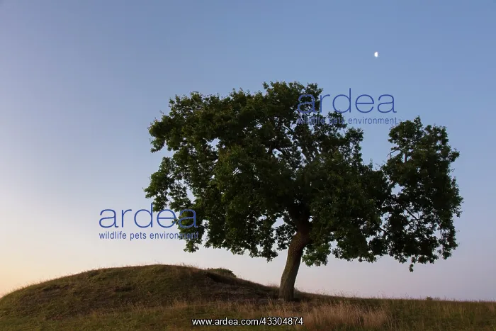 : Pendulate Oak, English Oak - lonely tree at sunrise : Pendulate Oak, English Oak - lonely tree at sunrise