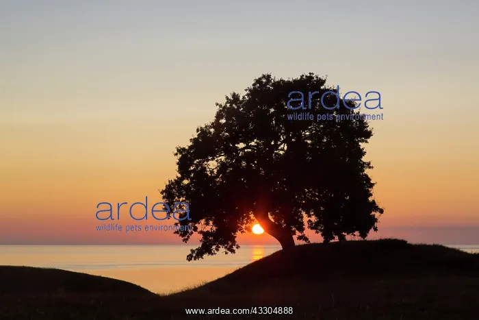  : Pendulate Oak, English Oak - lonely tree at sunrise