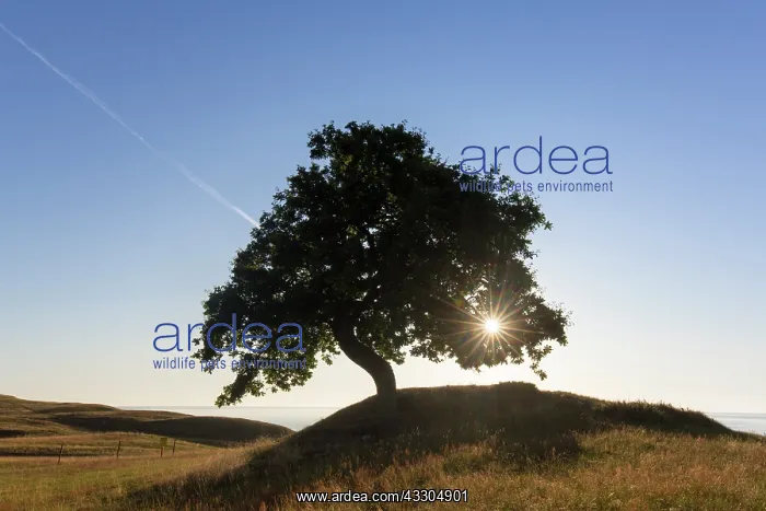 : Pendulate Oak, English Oak - lonely tree at sunrise : Pendulate Oak, English Oak - lonely tree at sunrise