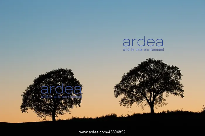 : Pendulate Oak, English Oak - lonely tree at sunset : Pendulate Oak, English Oak - lonely tree at sunset