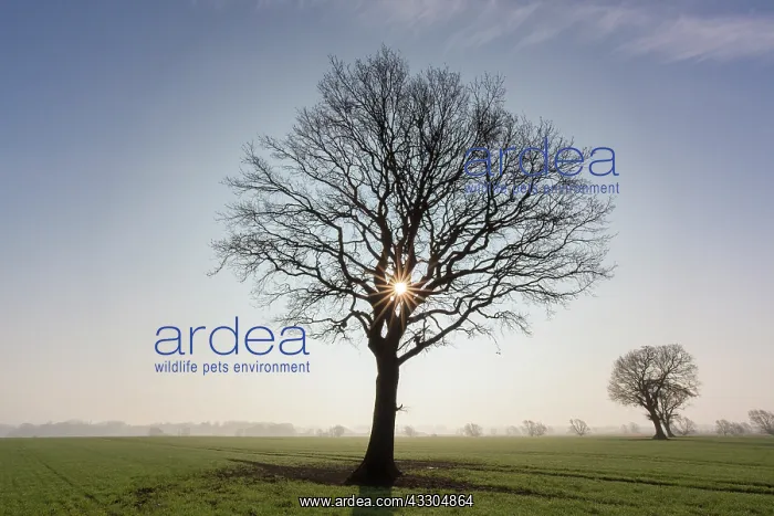 : Pendulate Oak, English Oak - lonely tree at sunset : Pendulate Oak, English Oak - lonely tree at sunset