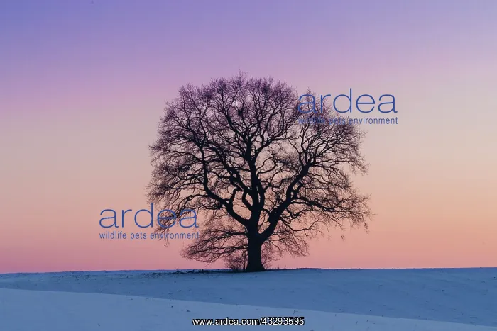 : Pendulate Oak, English Oak - single tree in winter - Germany : Pendulate Oak, English Oak - single tree in winter - Germany