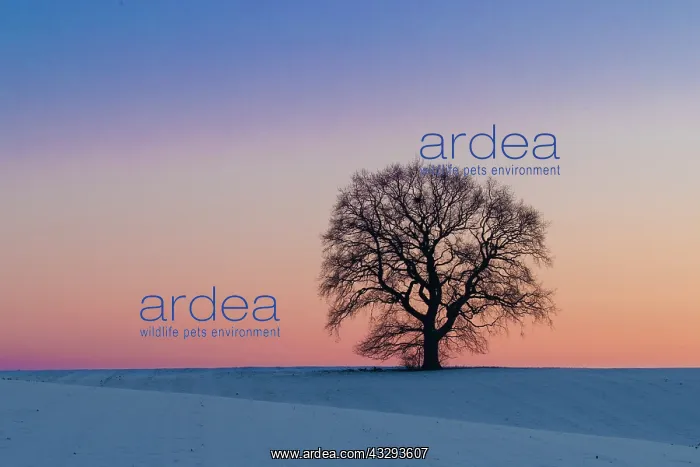 : Pendulate Oak, English Oak - single tree in winter - Germany : Pendulate Oak, English Oak - single tree in winter - Germany