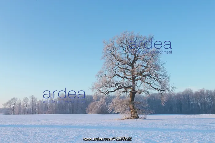 : Pendulate Oak, English Oak - single tree in winter - Germany : Pendulate Oak, English Oak - single tree in winter - Germany