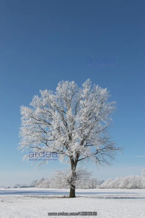 : Pendulate Oak, English Oak - single tree in winter - Germany : Pendulate Oak, English Oak - single tree in winter - Germany