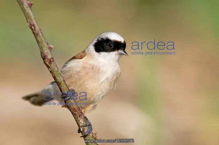 : Penduline Tit : Penduline Tit
