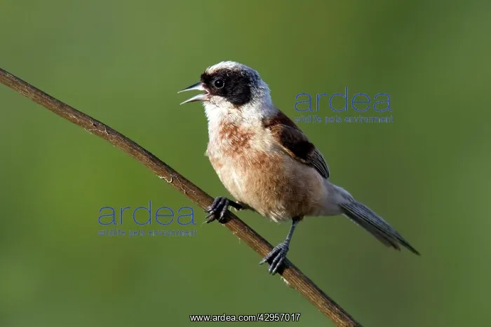 : Penduline Tit : Penduline Tit