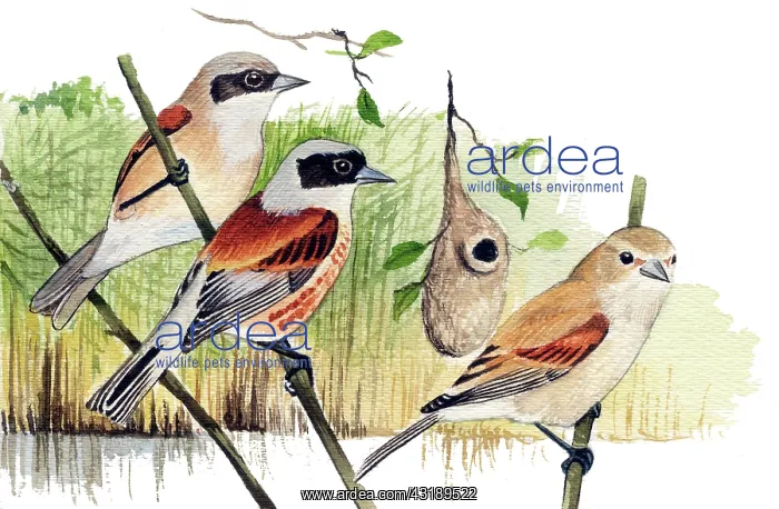 : Penduline Tit : Penduline Tit