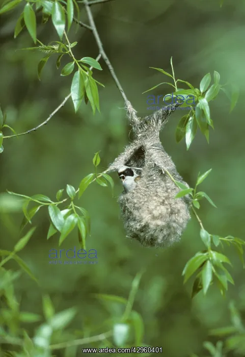 : Penduline Tit - Building Nest : Penduline Tit - Building Nest