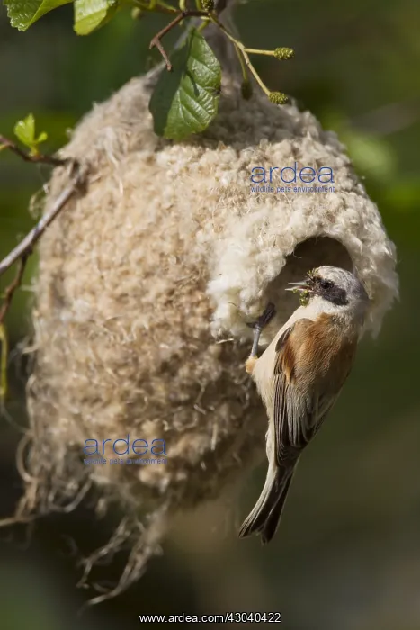 : Penduline Tit - male feeding at nest - Germany : Penduline Tit - male feeding at nest - Germany