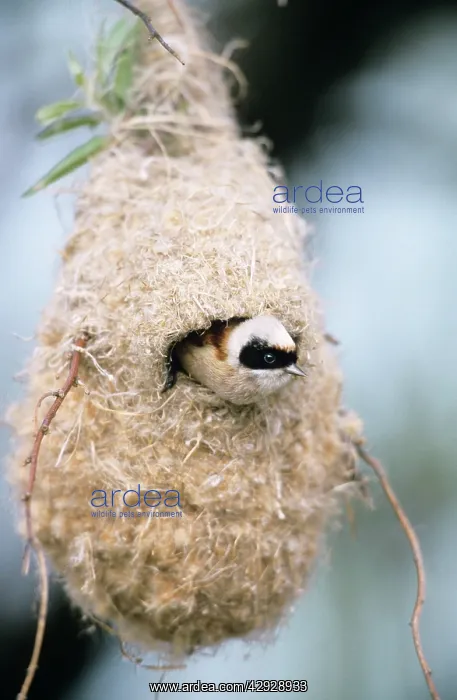 : Penduline TIT - Male inspecting newly built nest : Penduline TIT - Male inspecting newly built nest