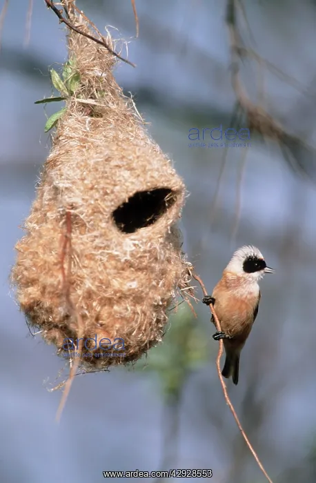 : Penduline TIT - Male singing in front of nest : Penduline TIT - Male singing in front of nest