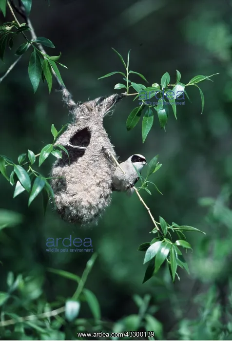 : PENDULINE TIT - AT NEST : PENDULINE TIT - AT NEST