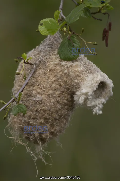 : Penduline Tit - nest - Germany : Penduline Tit - nest - Germany