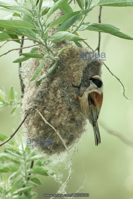  : Penduline tit - at nest - Romania