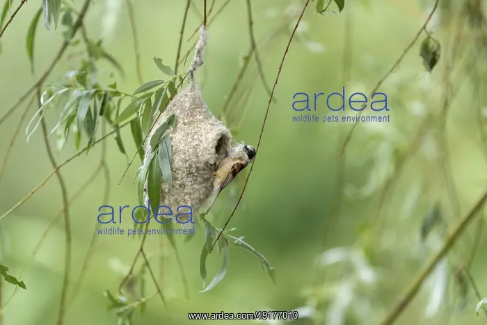 : Penduline Tit (Remiz pendulinus) building a nest : Penduline Tit (Remiz pendulinus) building a nest