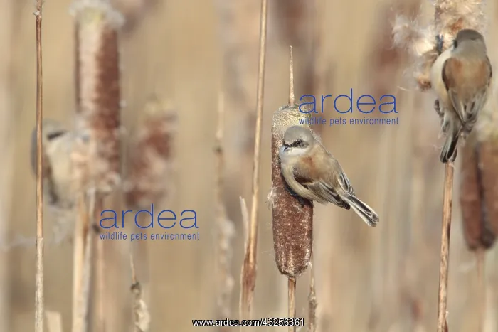  : three Penduline Tit (Remiz pendulinus) foraging