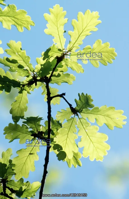 : Pendunculate Oak - leaves : Pendunculate Oak - leaves