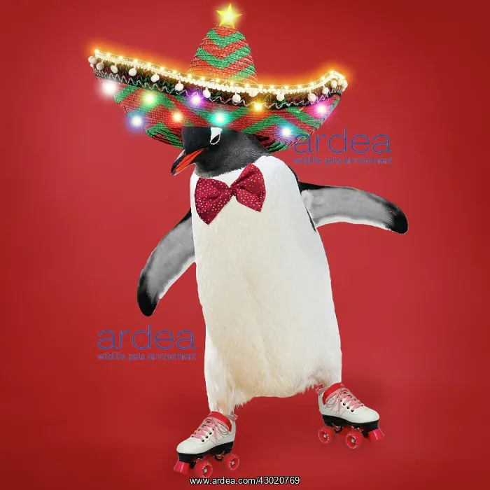 : Penguin dancing in roller skates wearing sombrero : Penguin dancing in roller skates wearing sombrero