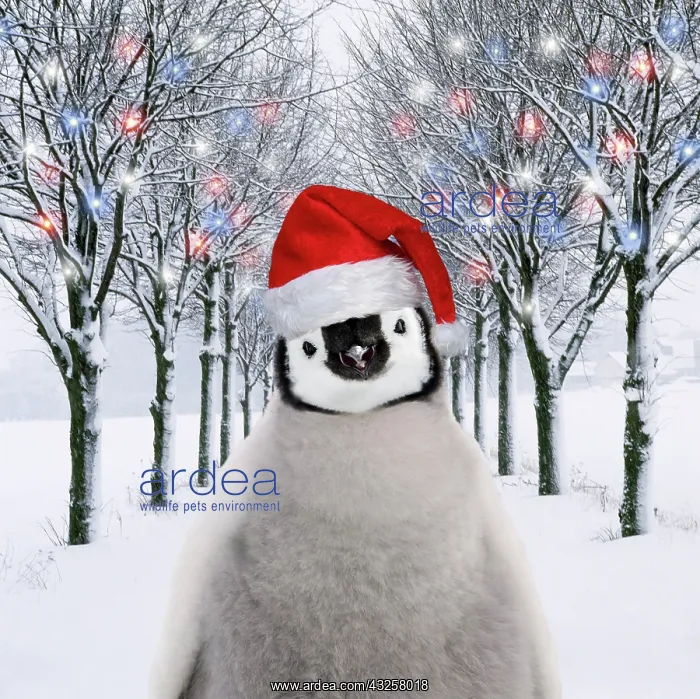 : Penguin chick in Christmas hat in tree-lined : Penguin chick in Christmas hat in tree-lined