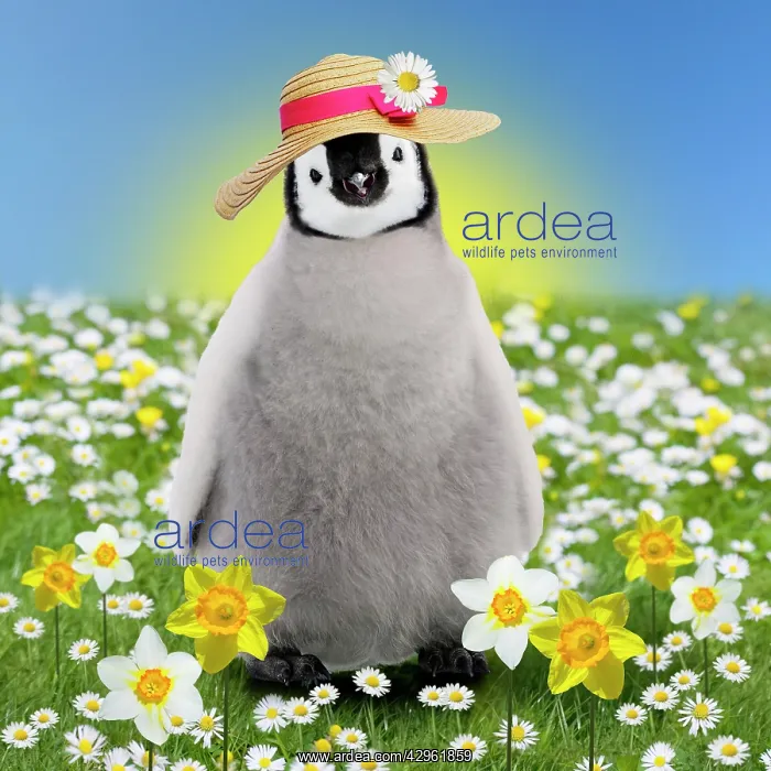 : Penguin chick - in spring flowers - daisies and daffodils - : Penguin chick - in spring flowers - daisies and daffodils -