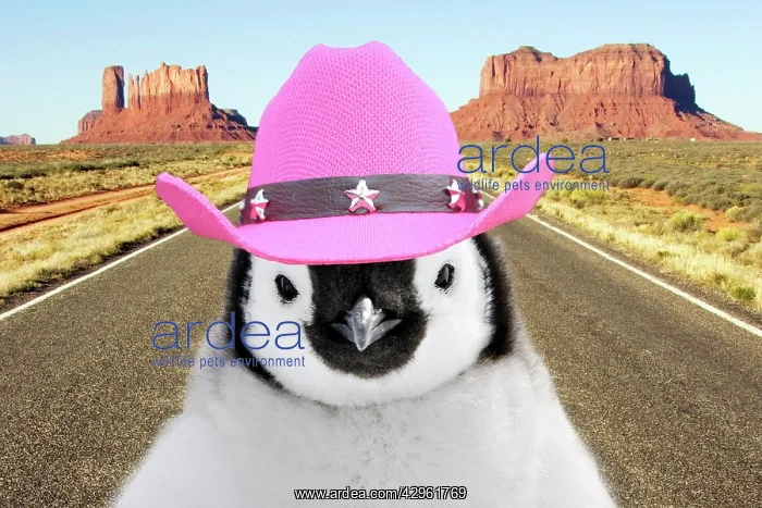 : Penguin chick standing on desert road wearing pink cowboy ha : Penguin chick standing on desert road wearing pink cowboy ha