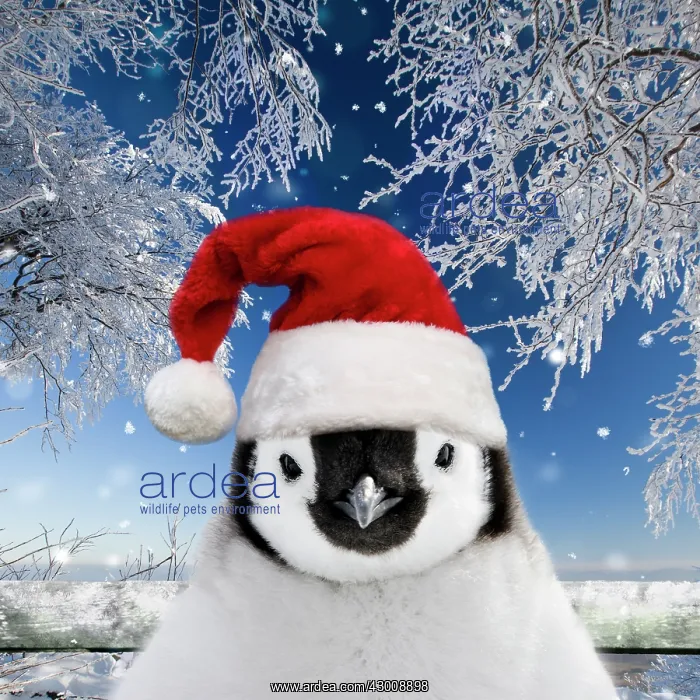 : Penguin chick wearing Christmas hat in snow : Penguin chick wearing Christmas hat in snow