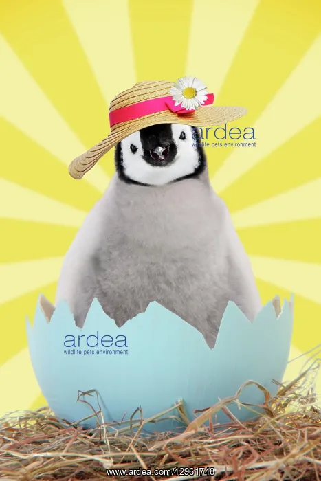 : Penguin chick wearing Easter bonnet emerging from egg shell : Penguin chick wearing Easter bonnet emerging from egg shell