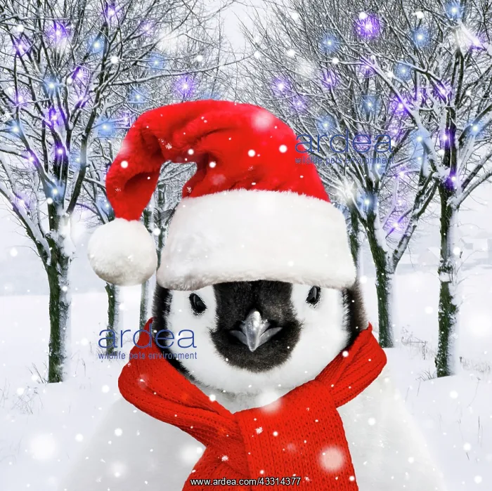 : Penguin Chick wearing a red Christmas Santa hat : Penguin Chick wearing a red Christmas Santa hat