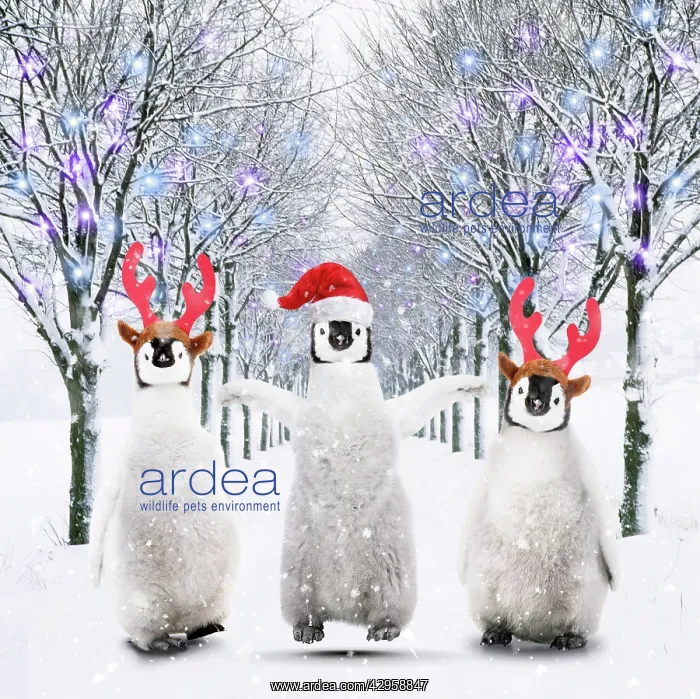 : Three penguin chicks walking through an avenue of trees in t : Three penguin chicks walking through an avenue of trees in t