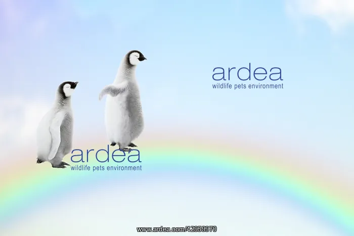 : Two Penguin chicks walking, over, a rainbow : Two Penguin chicks walking, over, a rainbow