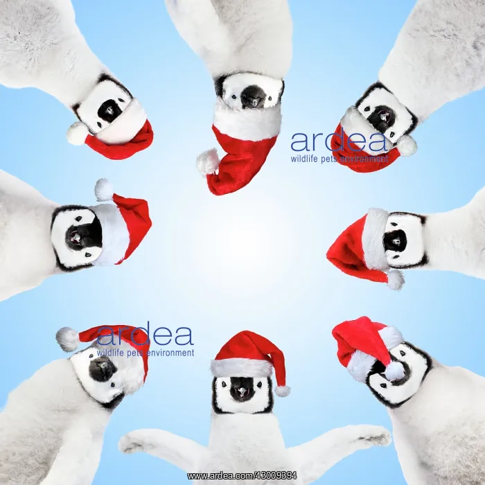 : Penguin chicks wearing Christmas hats in a circle : Penguin chicks wearing Christmas hats in a circle