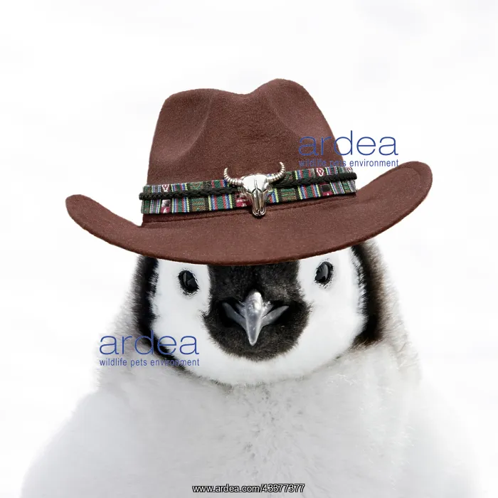 : Penguin in a Cowboy Hat : Penguin in a Cowboy Hat