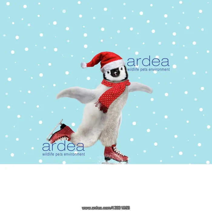 : Penguin skating wearing Christmas hat and scarf : Penguin skating wearing Christmas hat and scarf