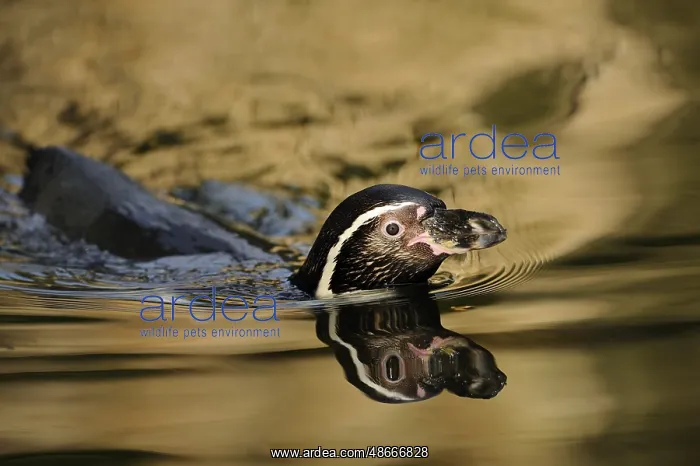 : Penguin swimming in water with reflection on the surface : Penguin swimming in water with reflection on the surface