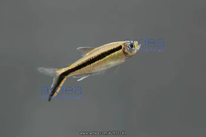 : Penguin Tetra - side view : Penguin Tetra - side view