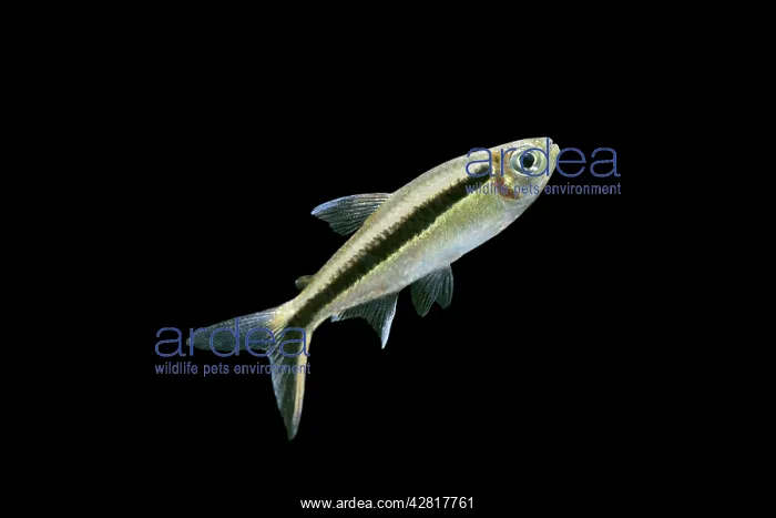 : Penguin Tetra - side view : Penguin Tetra - side view