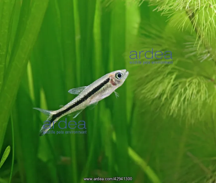 : Penguin tetra - side view, tropical freshwater : Penguin tetra - side view, tropical freshwater