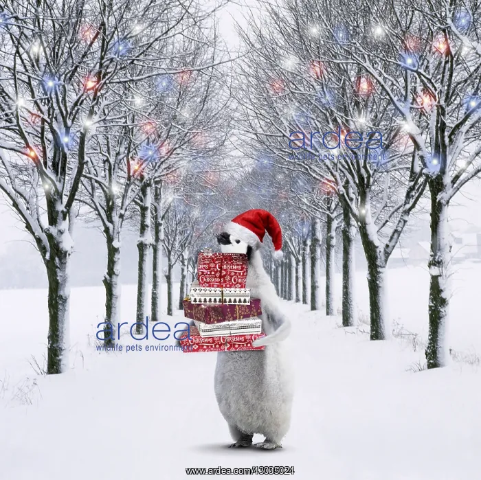 : Penguin wearing Christmas hat carrying presents : Penguin wearing Christmas hat carrying presents