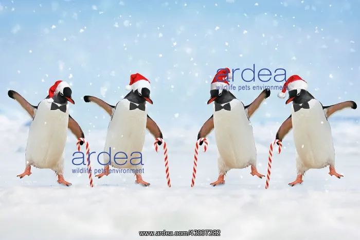 : Penguins dancing wearing Christmas hats and holding candy canes Digital Manipulation : Penguins dancing wearing Christmas hats and holding candy canes Digital Manipulation