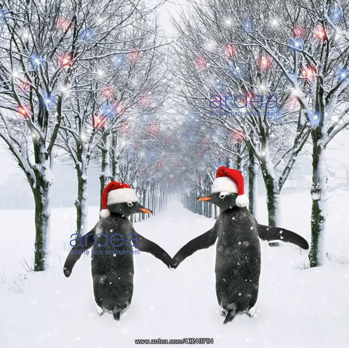 : Penguins holding hands wearing Christmas hats walking down tree lined road : Penguins holding hands wearing Christmas hats walking down tree lined road
