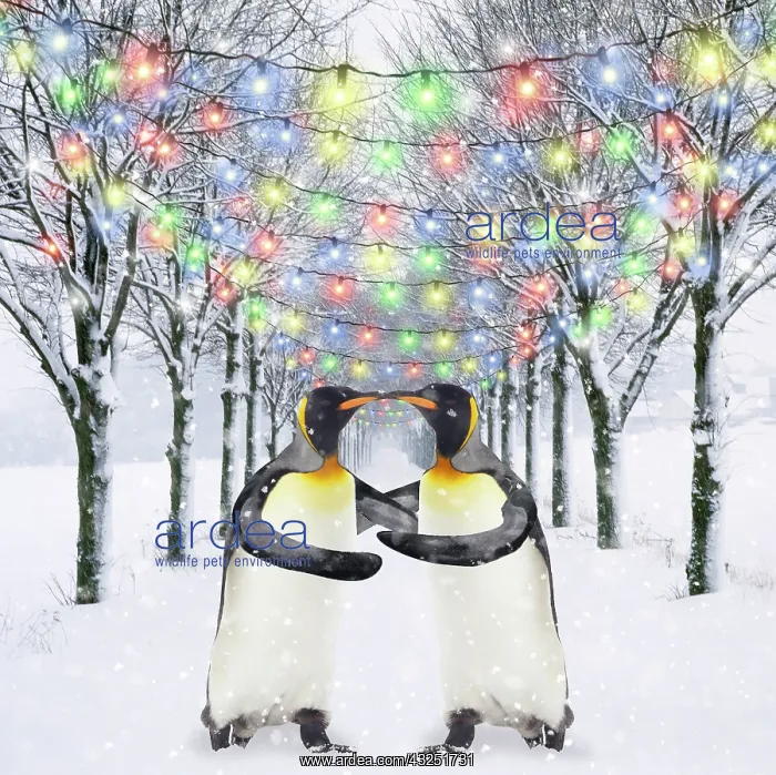 : Penguins embracing - with Christmas lights : Penguins embracing - with Christmas lights