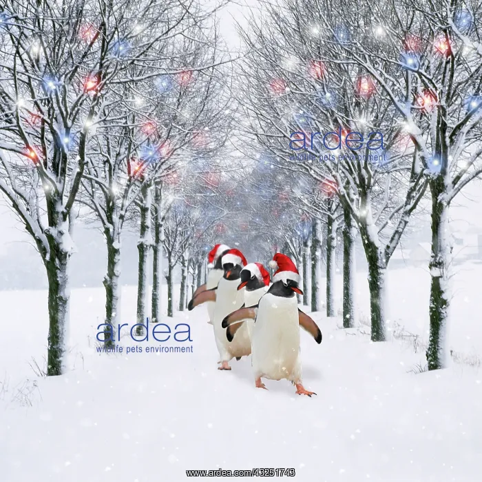 : Penguins wearing Christmas hats walking down tree lined road in winter : Penguins wearing Christmas hats walking down tree lined road in winter