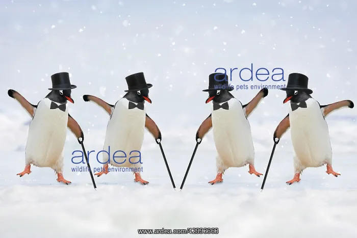 : Penguins - dancing wearing top hats & holding canes : Penguins - dancing wearing top hats & holding canes
